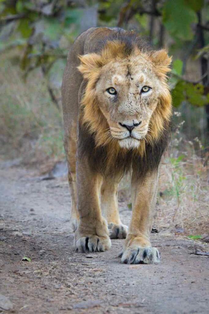 Asiatic Lion - the Pride of Gujarat - WildTrails | The One-Stop