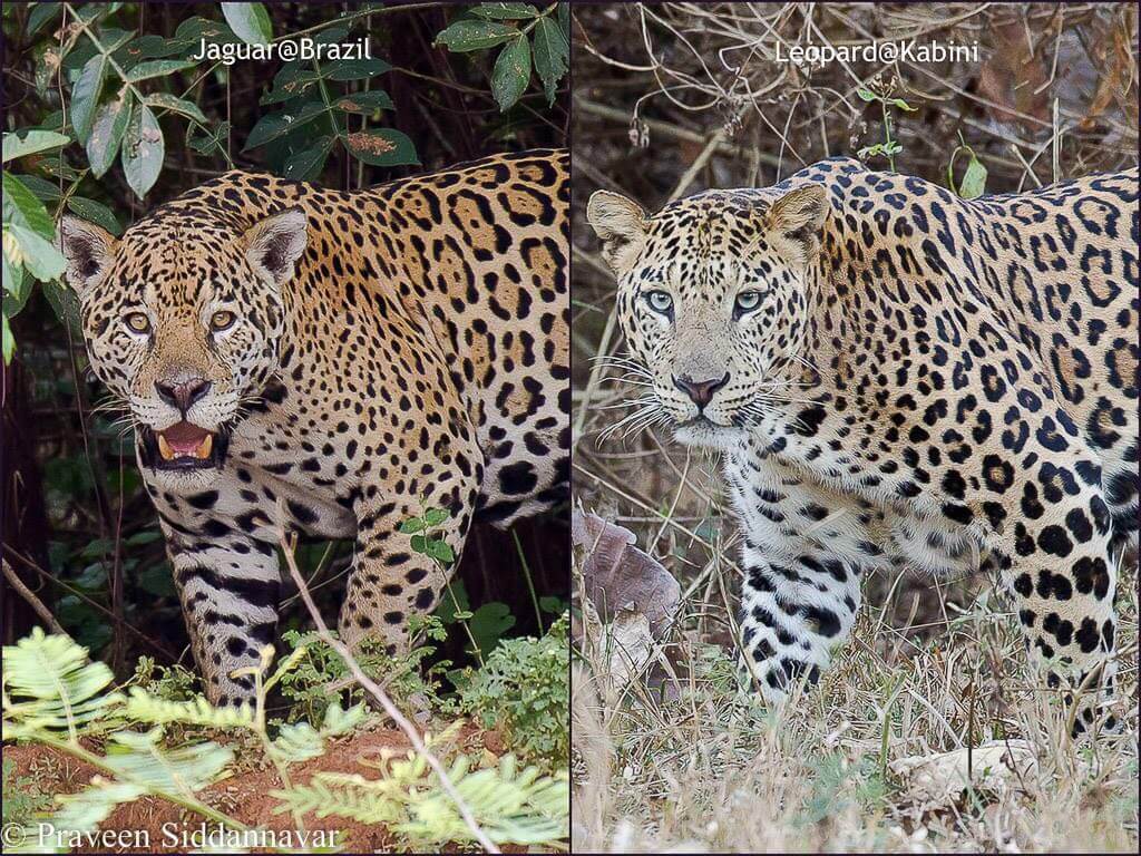 Jaguar Versus Leopard WildTrails Recent Sightings