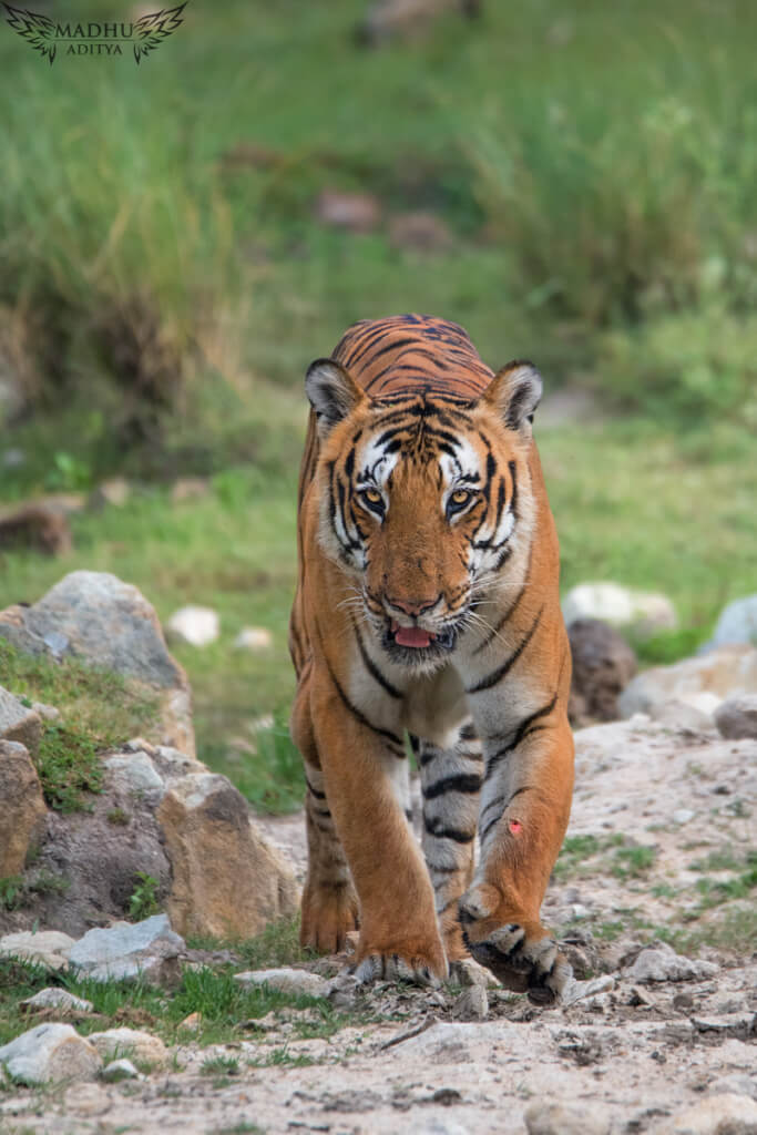 The Most Photographed Tiger Of South India The Prince Of Bandipur Tigers Of Bandipur