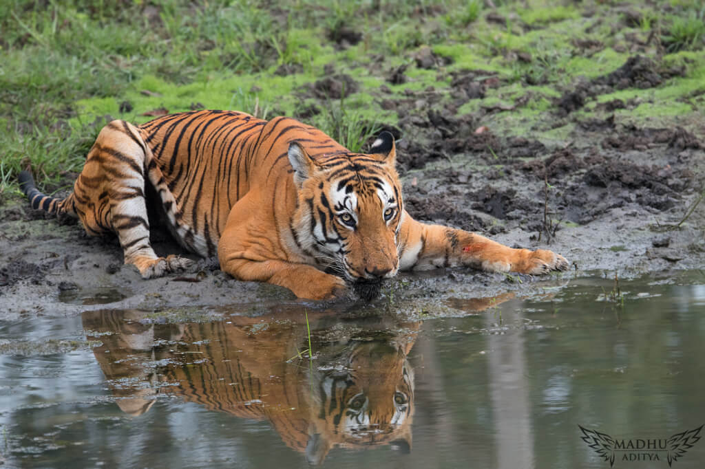 prince of bandipur