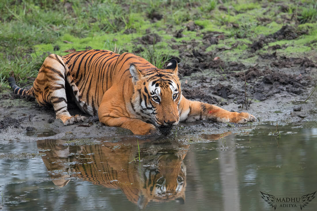 The most photographed Tiger of South India - the Prince of Bandipur ...