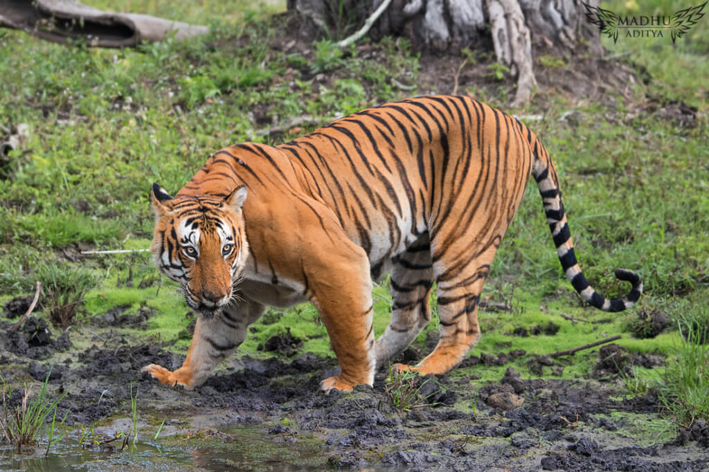 prince of bandipur