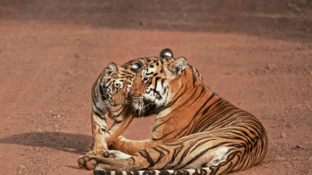 Complete List of National Parks & Wildlife Sanctuaries of Madhya Pradesh