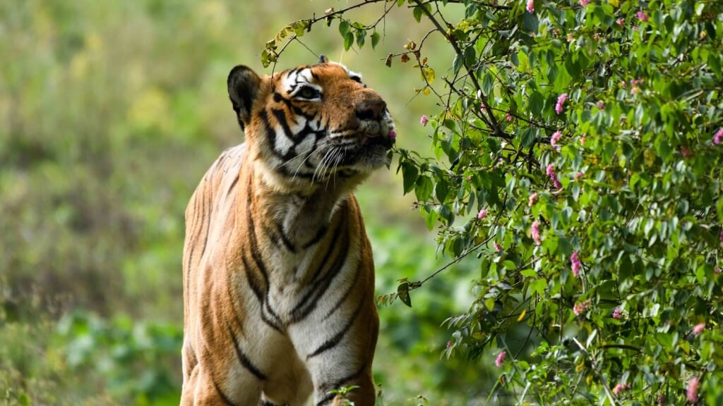 prince of bandipur