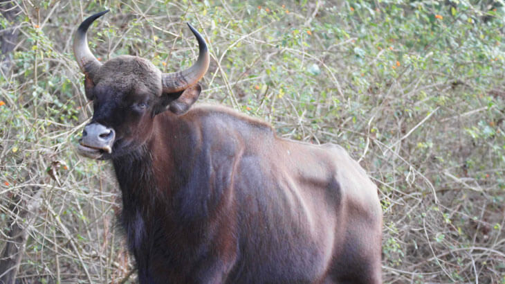 Complete List of National Parks & Wildlife Sanctuaries of Bihar -  WildTrails of India