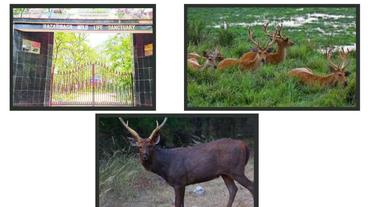 Complete List of National Parks & Wildlife Sanctuaries of Jharkhand ...