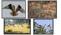 Complete List of National Parks & Wildlife Sanctuaries of Jharkhand