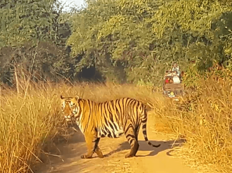 Tadoba Anderi Tiger Reserve