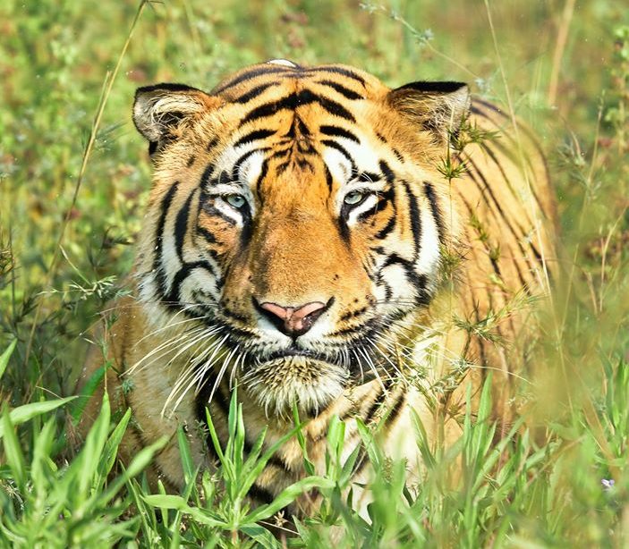 Tadoba Tigers