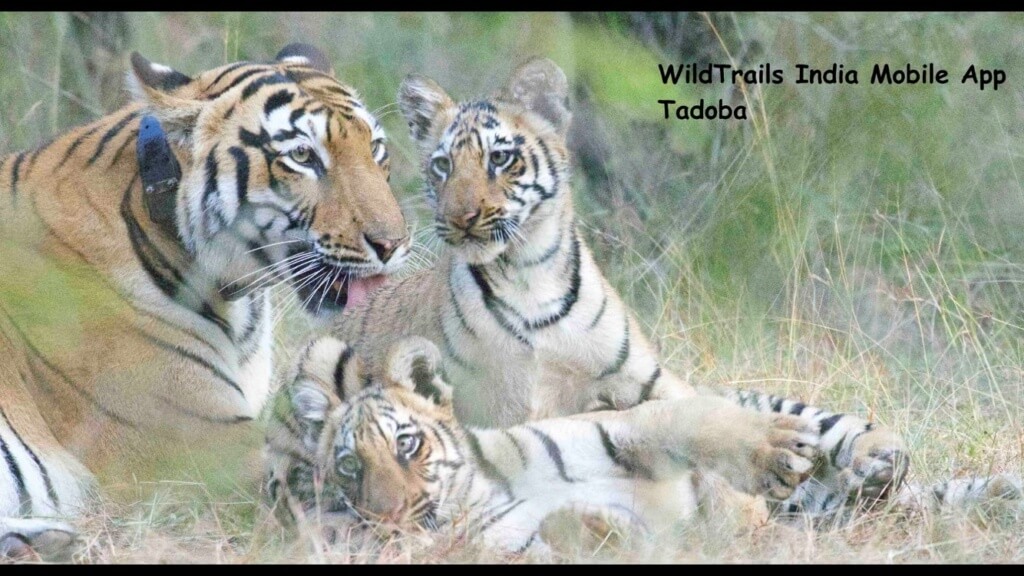 tadoba tigers cubs