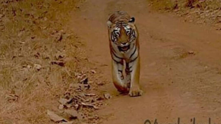 tadoba safari