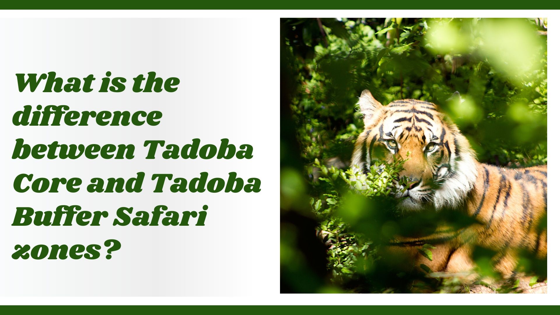 Tadoba budder and core zone
