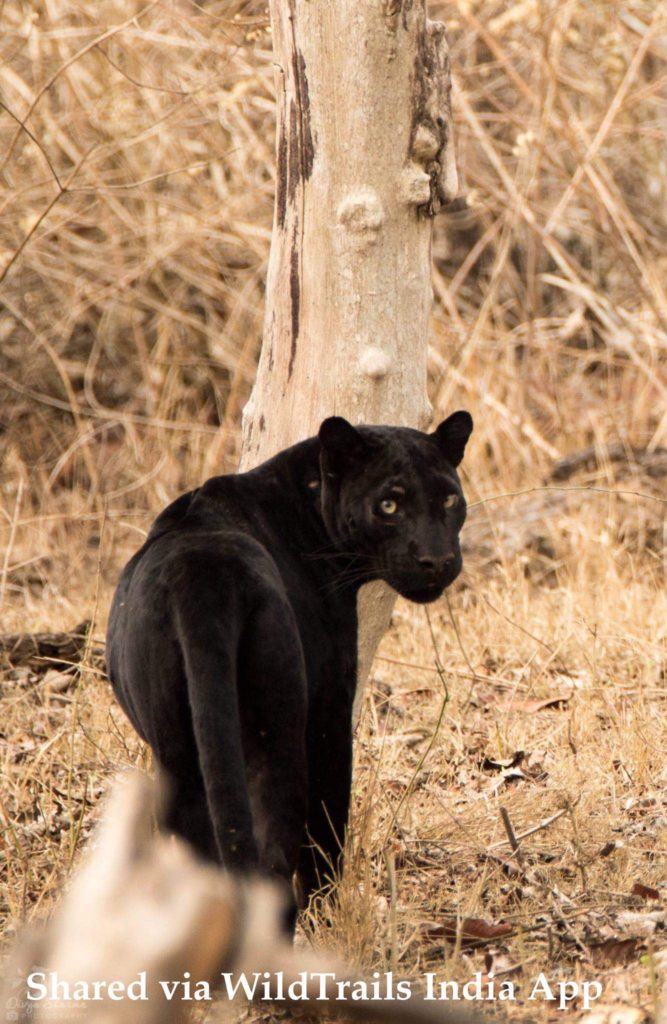 black panther kabini