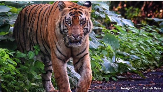 Difference Between Tadoba Core and Tadoba Buffer Safari zones