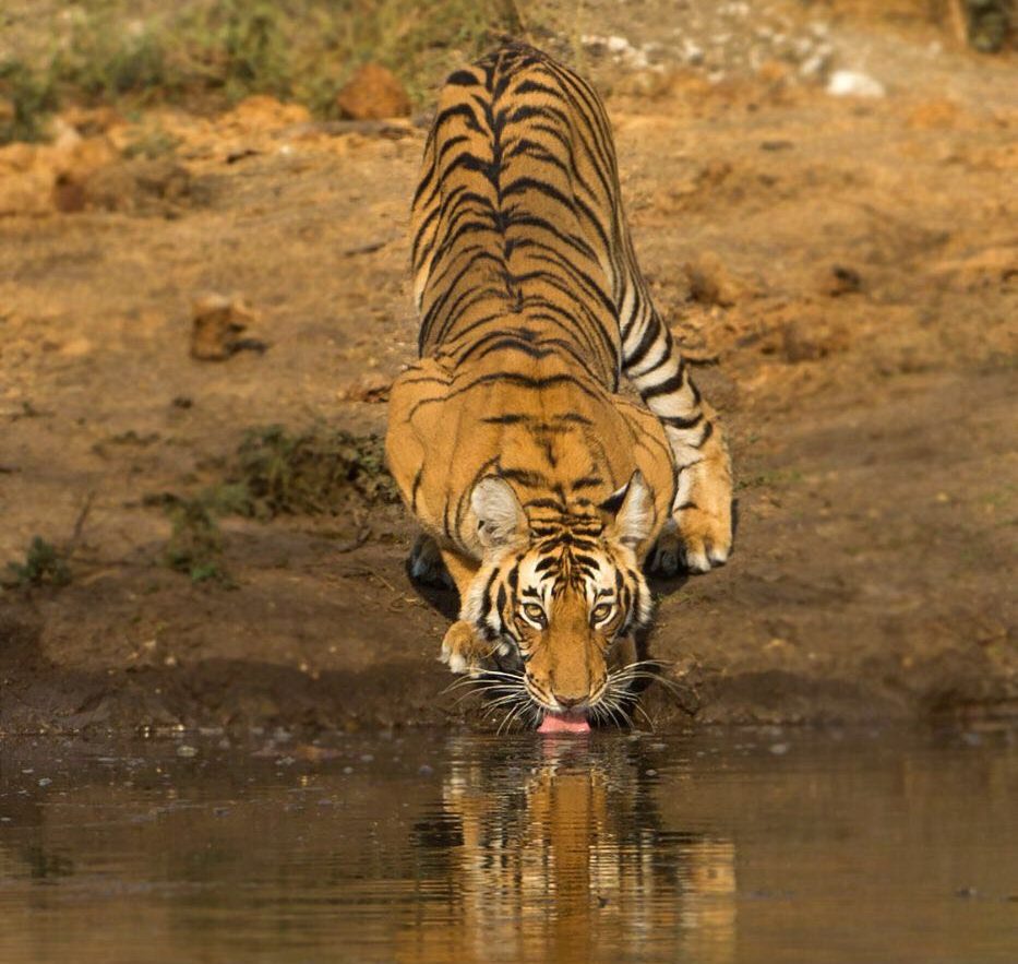 kabini