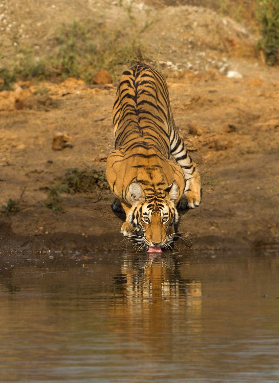 Kabini - WildTrails India - Come Experience Indian Wildlife Like Never ...