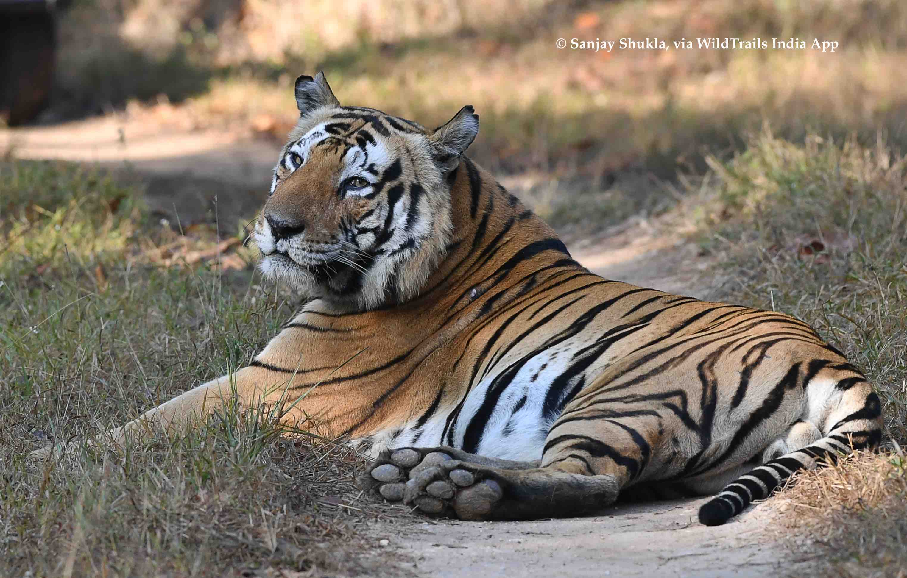 munna t17 kanha