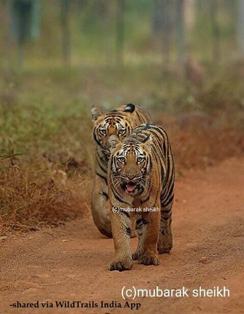 tiger cubs tadoba