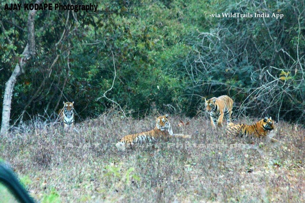 tigers at tadoba buffer