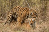 Best Season Visiting Tadoba