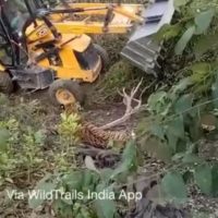 Corbett man-eating tigress killed
