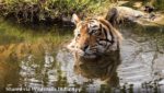 Best Season to Visit Kanha