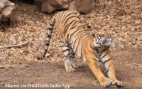 Tadoba Safari Tariff