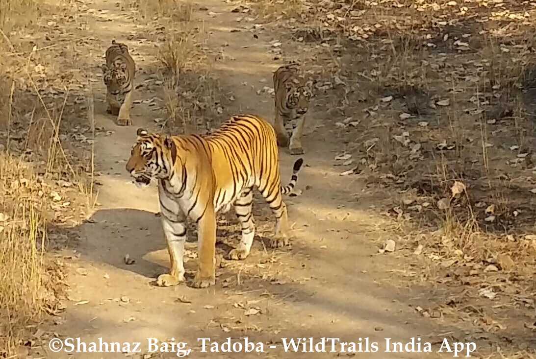 quick tadoba getaway