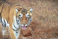 First Time Tadoba