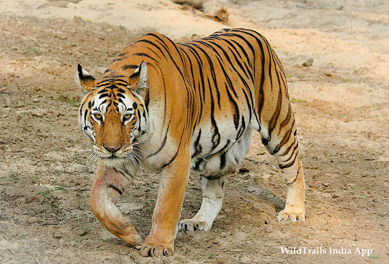 Pench Safari Entry Gates