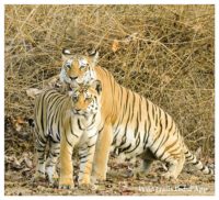 distance between Pench safari gates