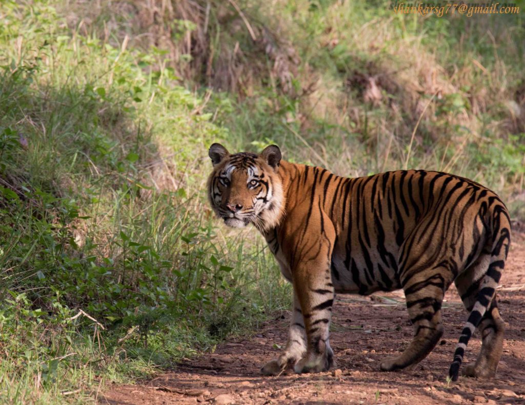 top 5 tiger reserves near Bangalore BRT tiger