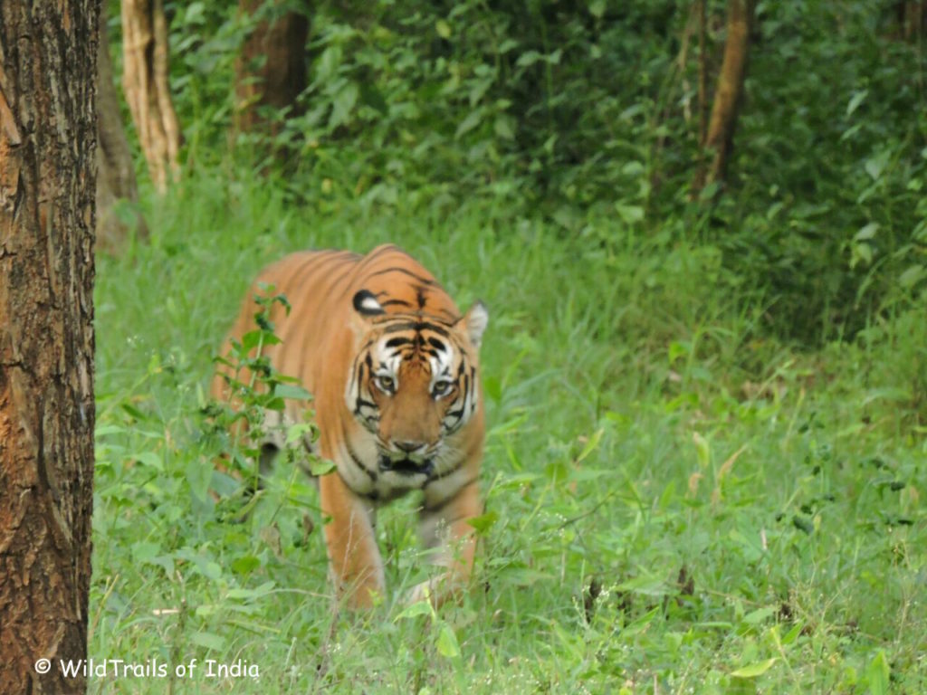 inexpensive kabini stay n safari