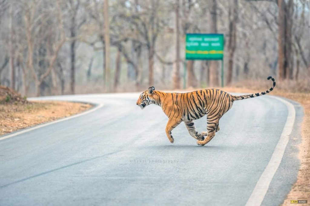 tiger in kabini