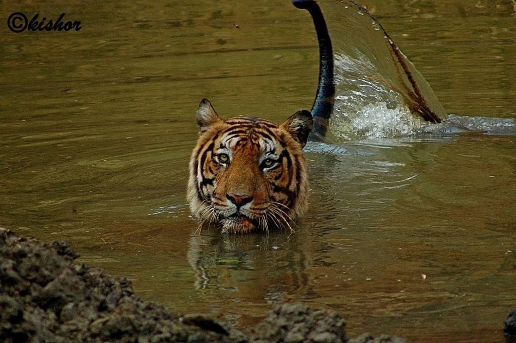 top 5 tiger reserves near bangalore