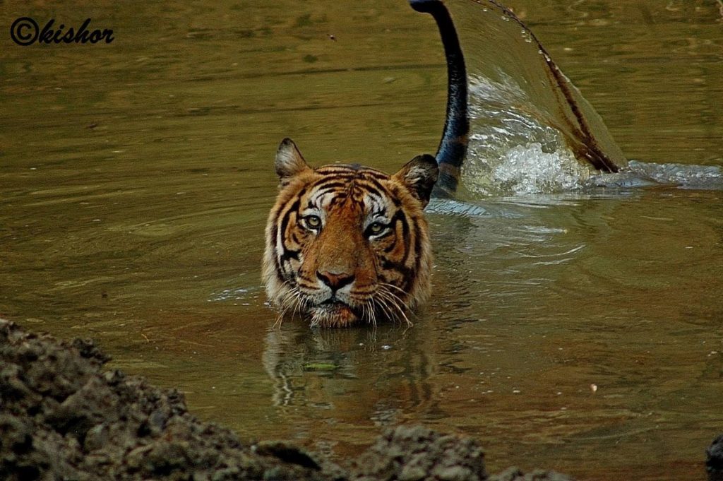 top-5-tiger-reserves-near-bangalore-wildtrails-the-one-stop