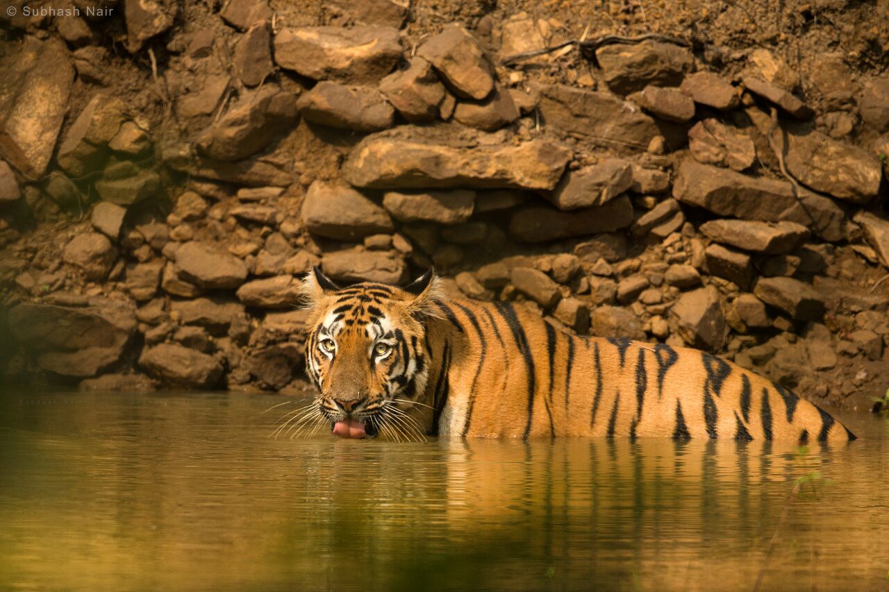 top 5 india's tiger reserves