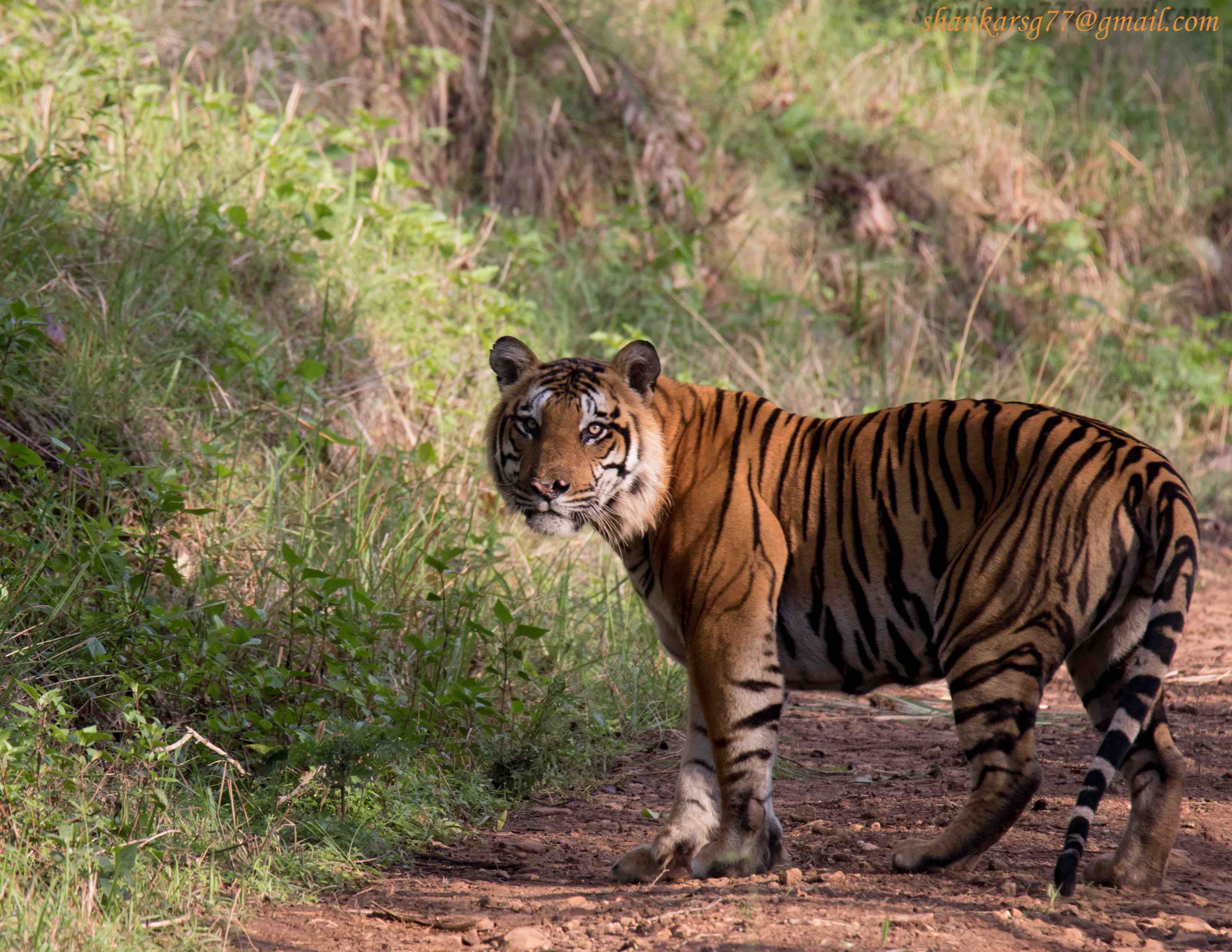 Nilgiri Biosphere Wildlife Sanctuaries - WildTrails | The One-Stop  Destination for all your Wildlife Holidays
