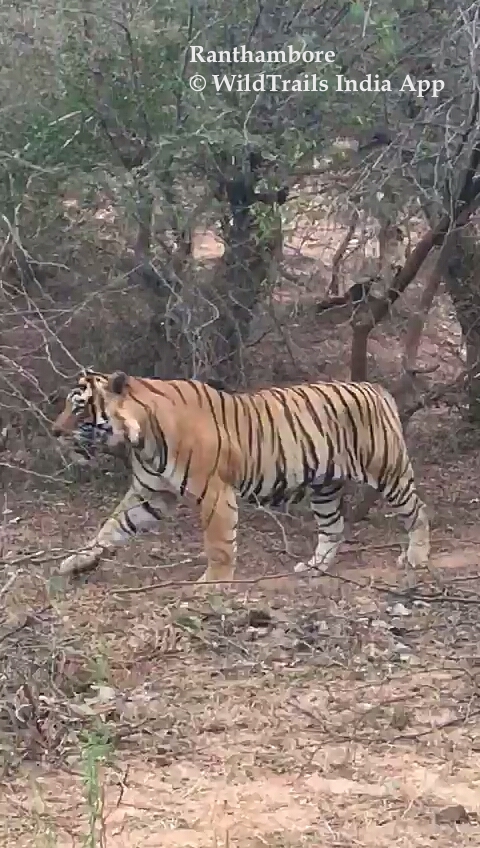 ranthambore tiger