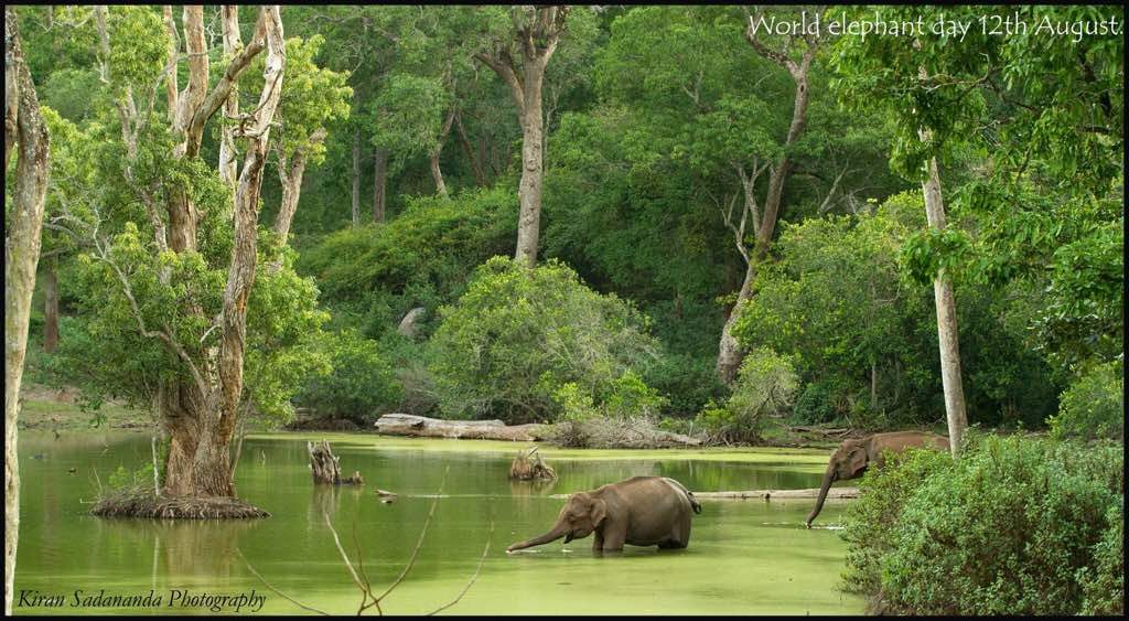 top 10 elephant reserves near bangalore