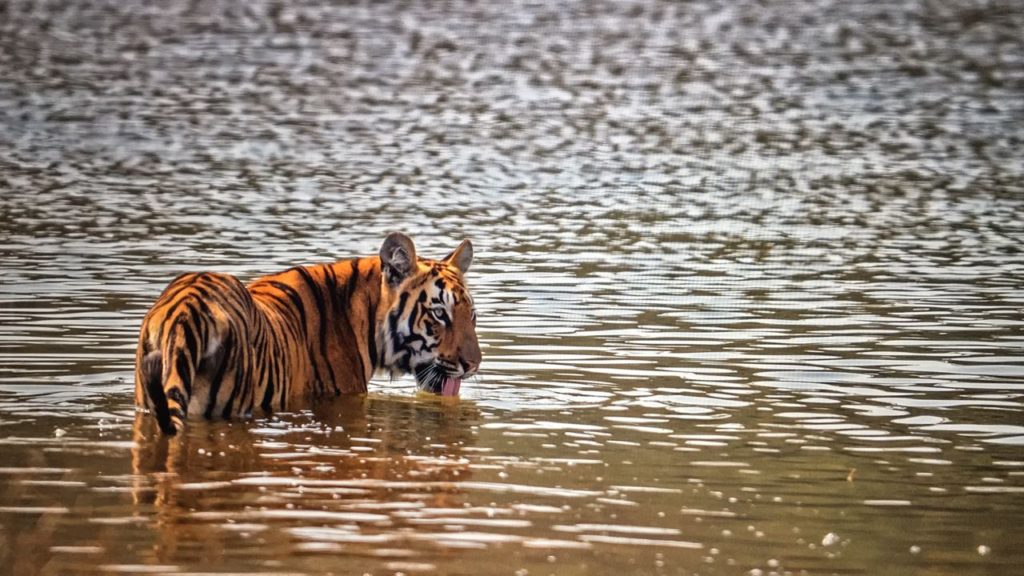top tiger reserves near hyderabad