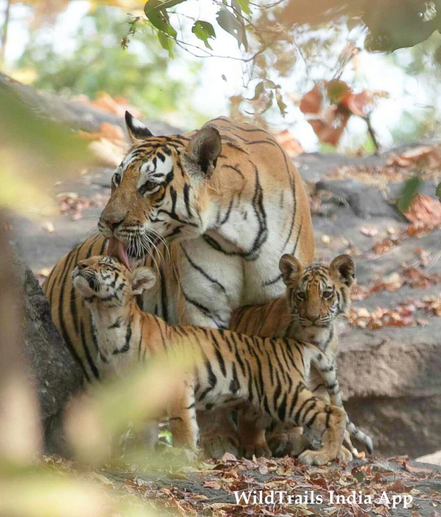 top tiger reserves near hyderabad pench