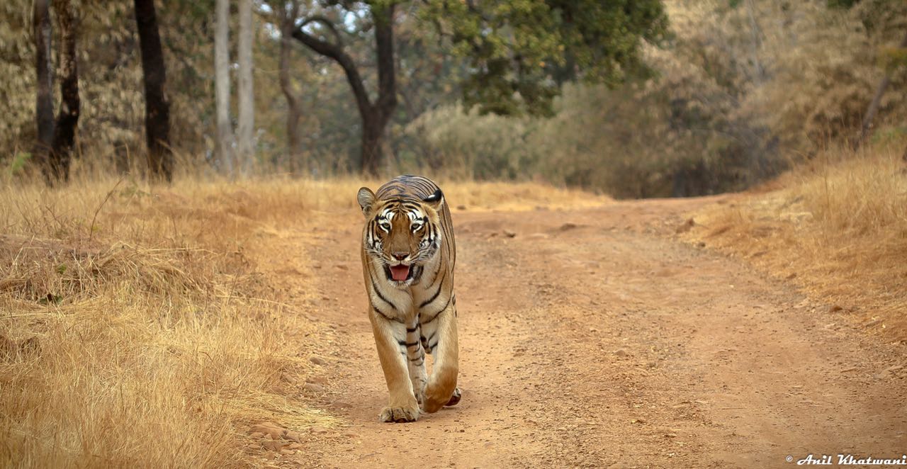 3 easy steps for an amazing tadoba trip from bangalore