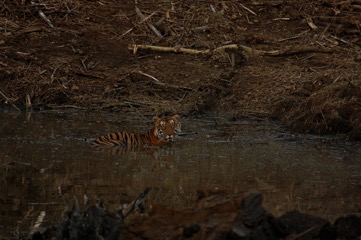 predators of bhadra