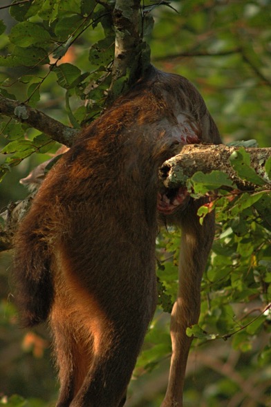 predators of bhadra tiger reserve