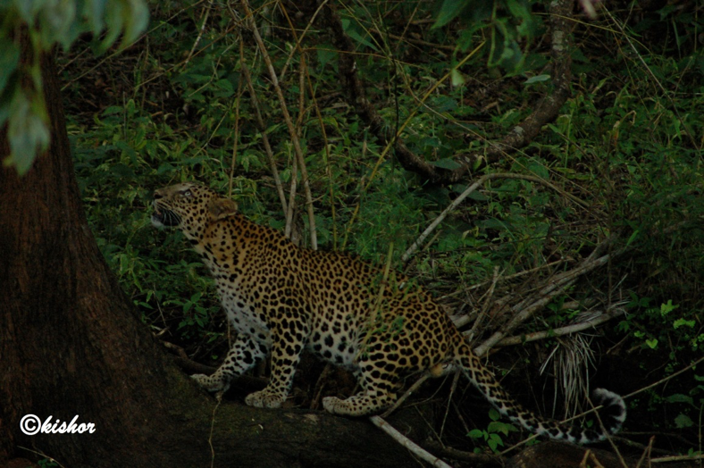 predators of bhadra tiger reserve