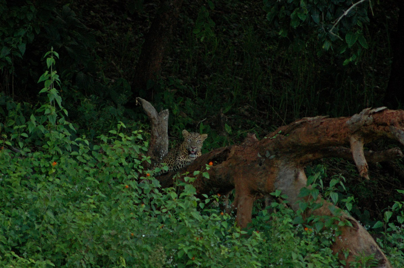 predators of bhadra tiger reserve