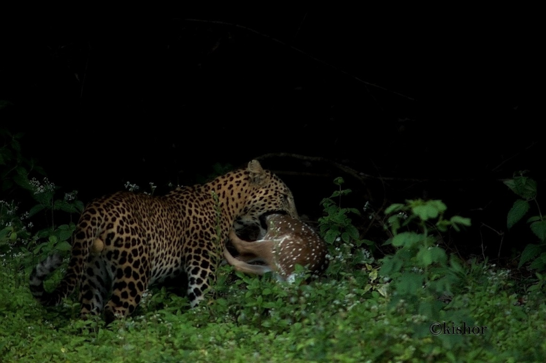 predators of bhadra tiger reserve