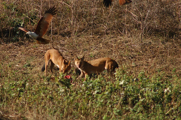 predators of bhadra tiger reserve