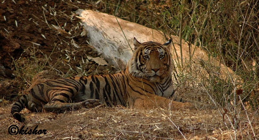 predators of bhadra tiger reserve